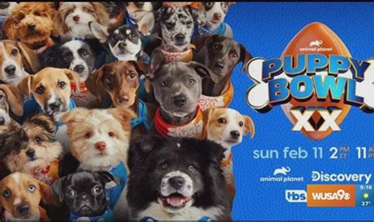 Puppy Bowl 2024 Adopt