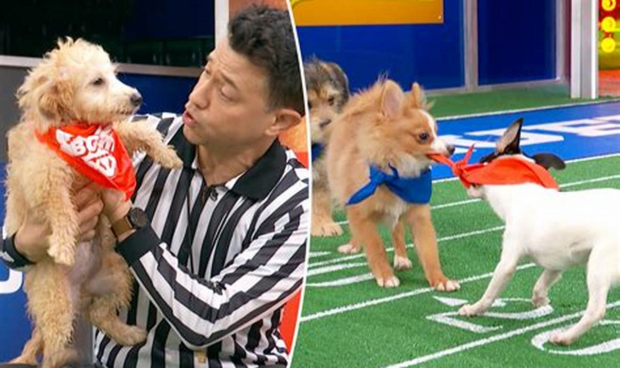 Puppy Bowl 2024 Adoptions