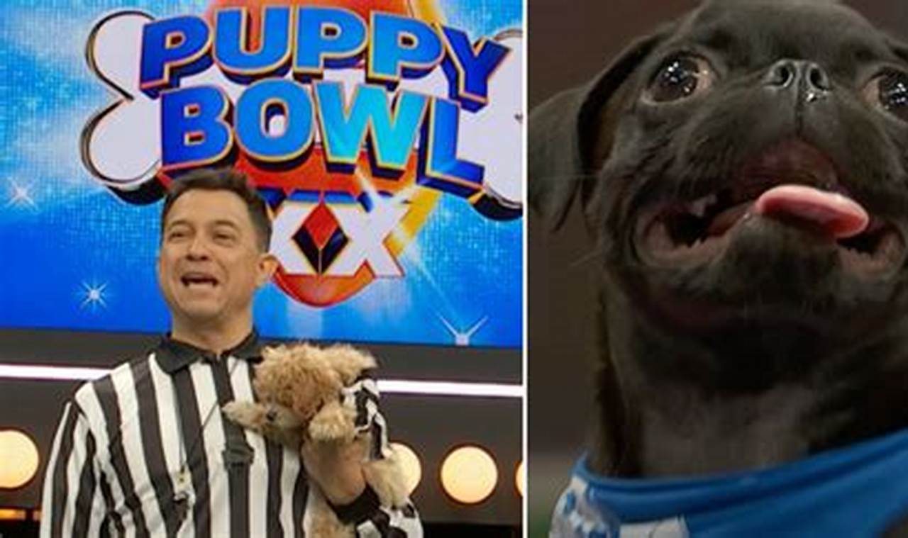 Puppy Bowl 2024 Live Stream