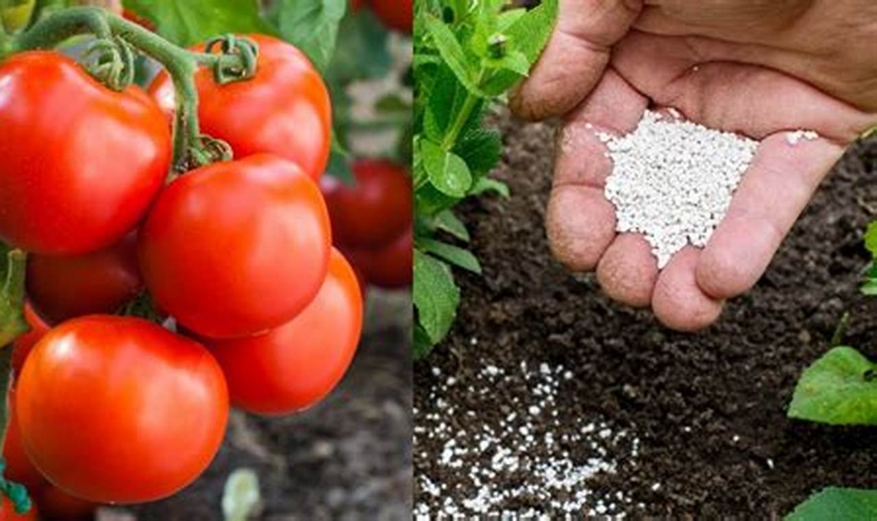 Qual A Melhor Terra Para Plantar Tomate