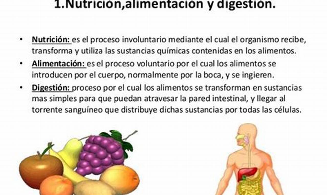 Que Diferencia Hay Entre Alimentacion Nutricion Y Digestion