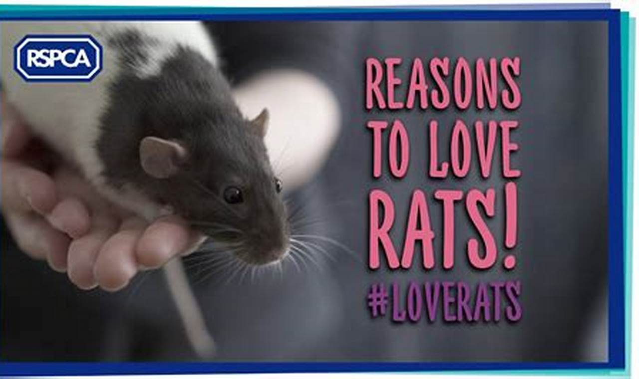 Reviewing Love Rat: Red Flags and Tips to Protect Yourself in 2024