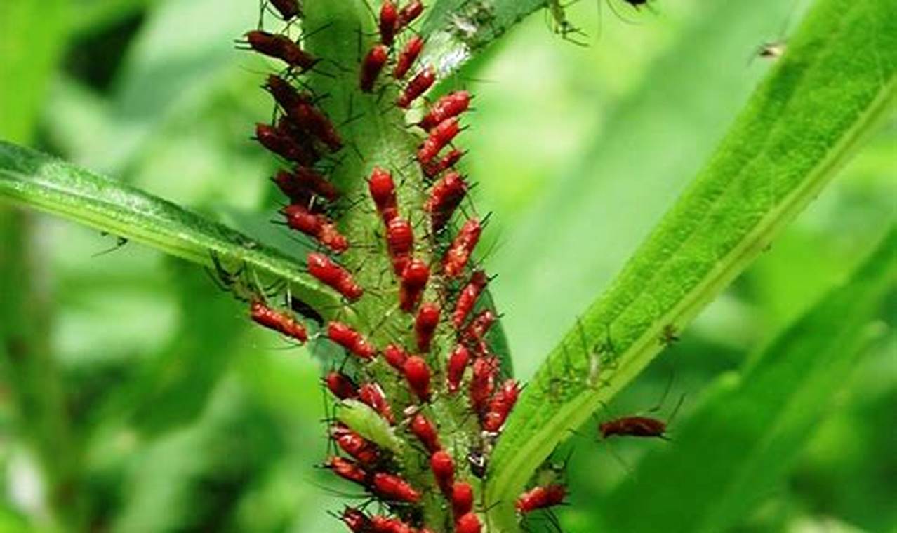 Red Bugs On Plants