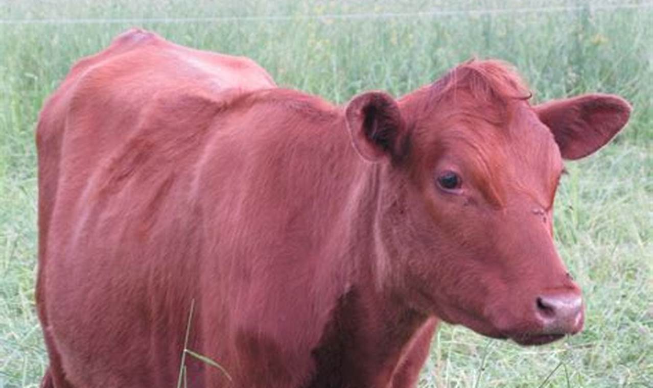 Red Heifer 2024 Update