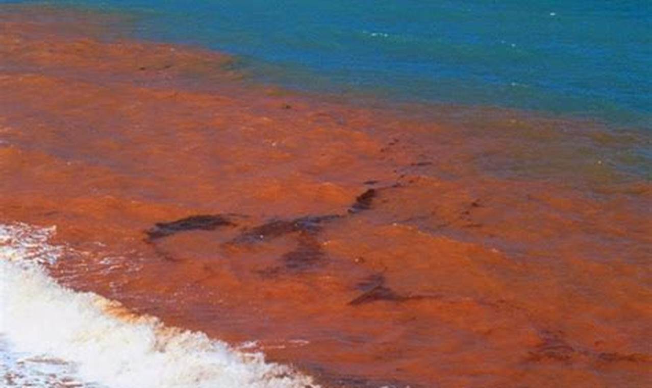 Red Tide Newport Beach 2024