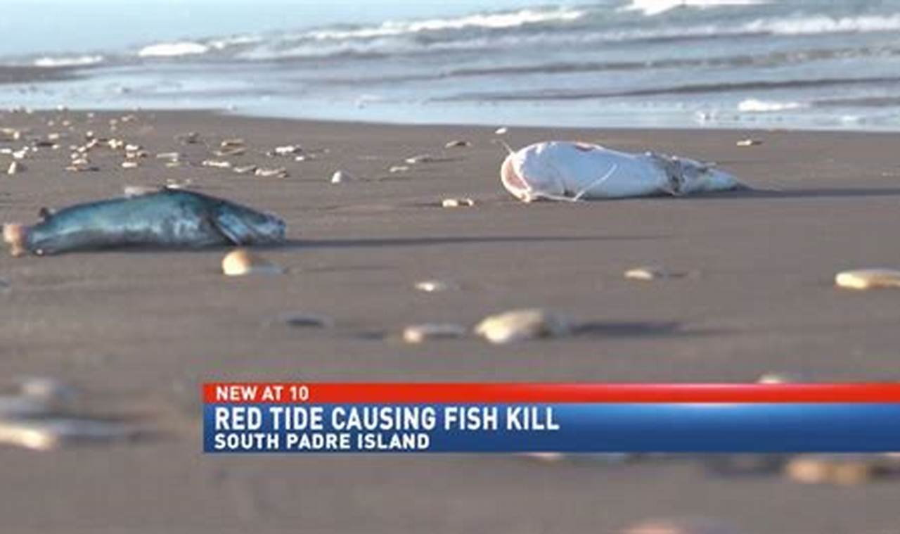 Red Tide Puerto Rico 2024