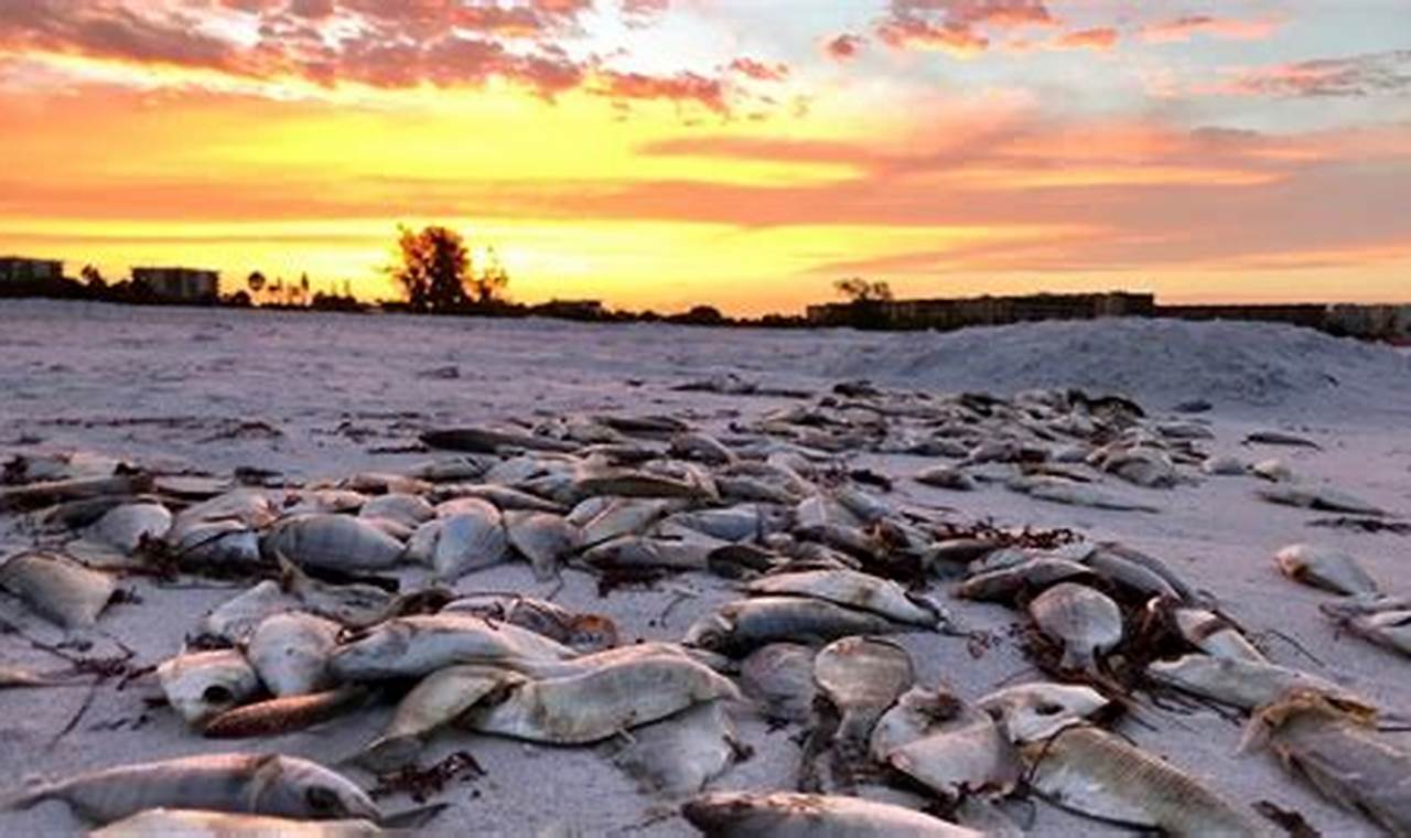 Red Tide Siesta Key 2024