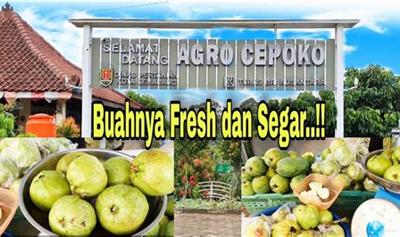 Rekomendasi distributor buah sidoarjo