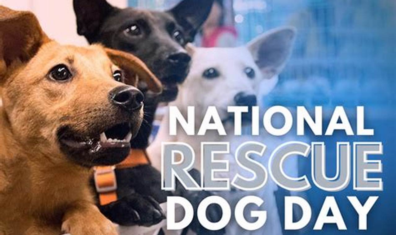 Rescue Dog Day 2024
