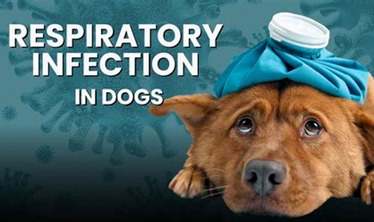 Respiratory Illness In Dogs 2024