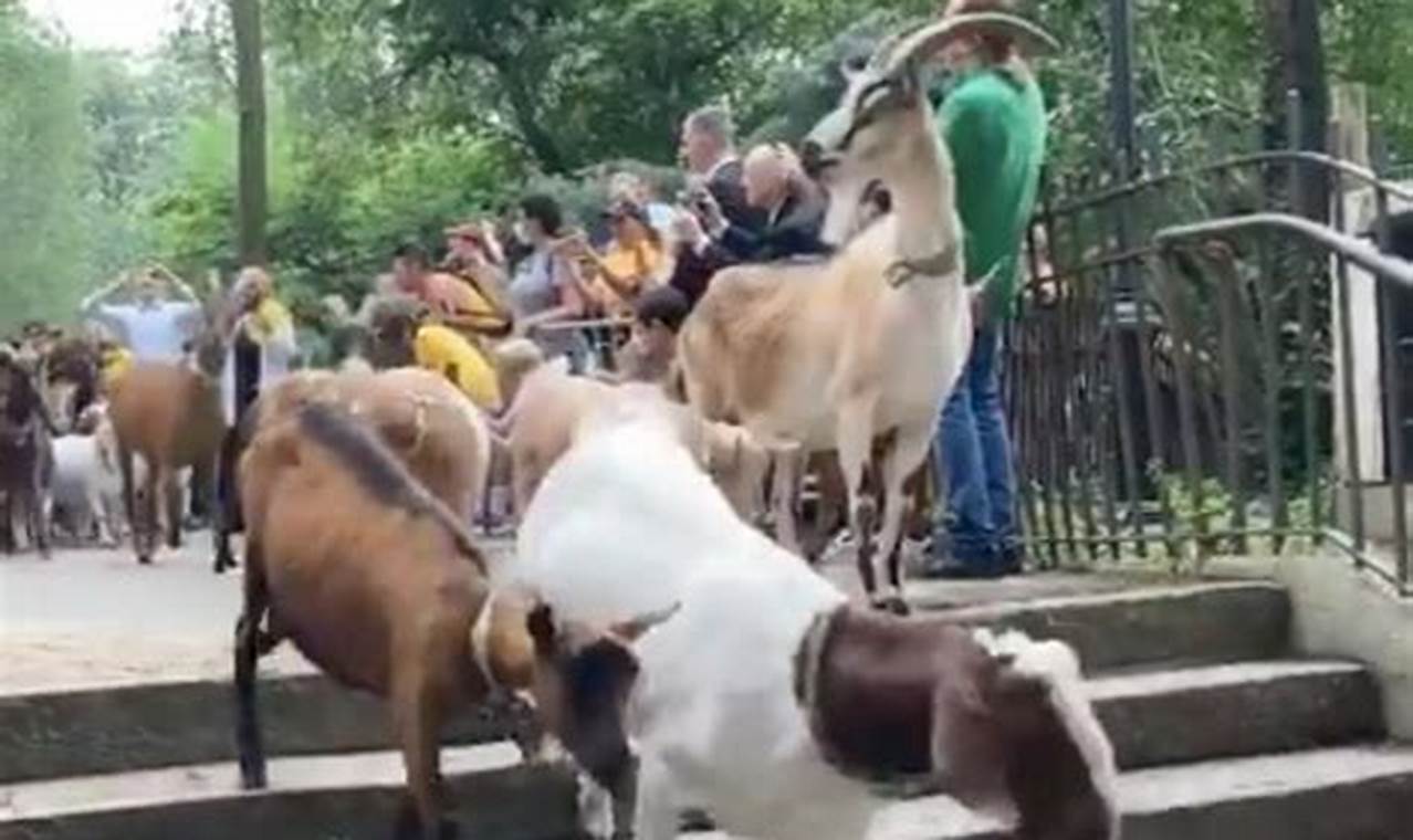 Riverside Park Goats 2024