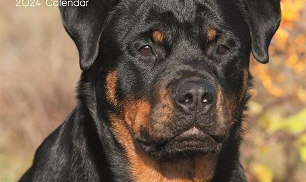 Rottweiler Calendar 2024 Calendar