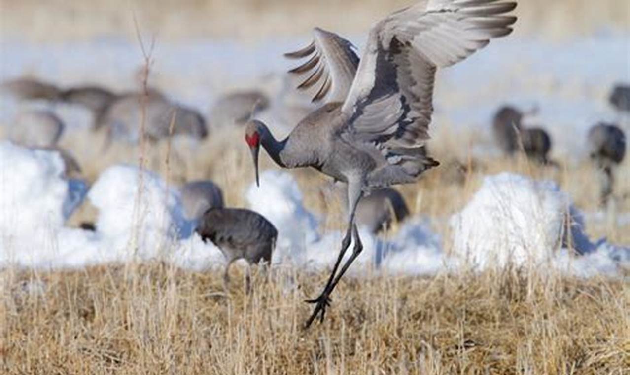 Sandhill Crane Migration Colorado 2024