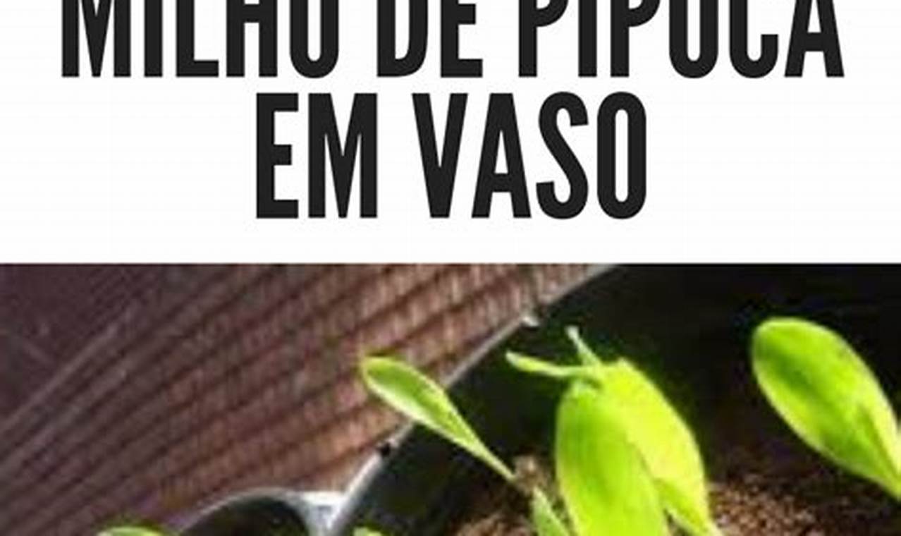 Se Eu Plantar Milho De Pipoca Nasce