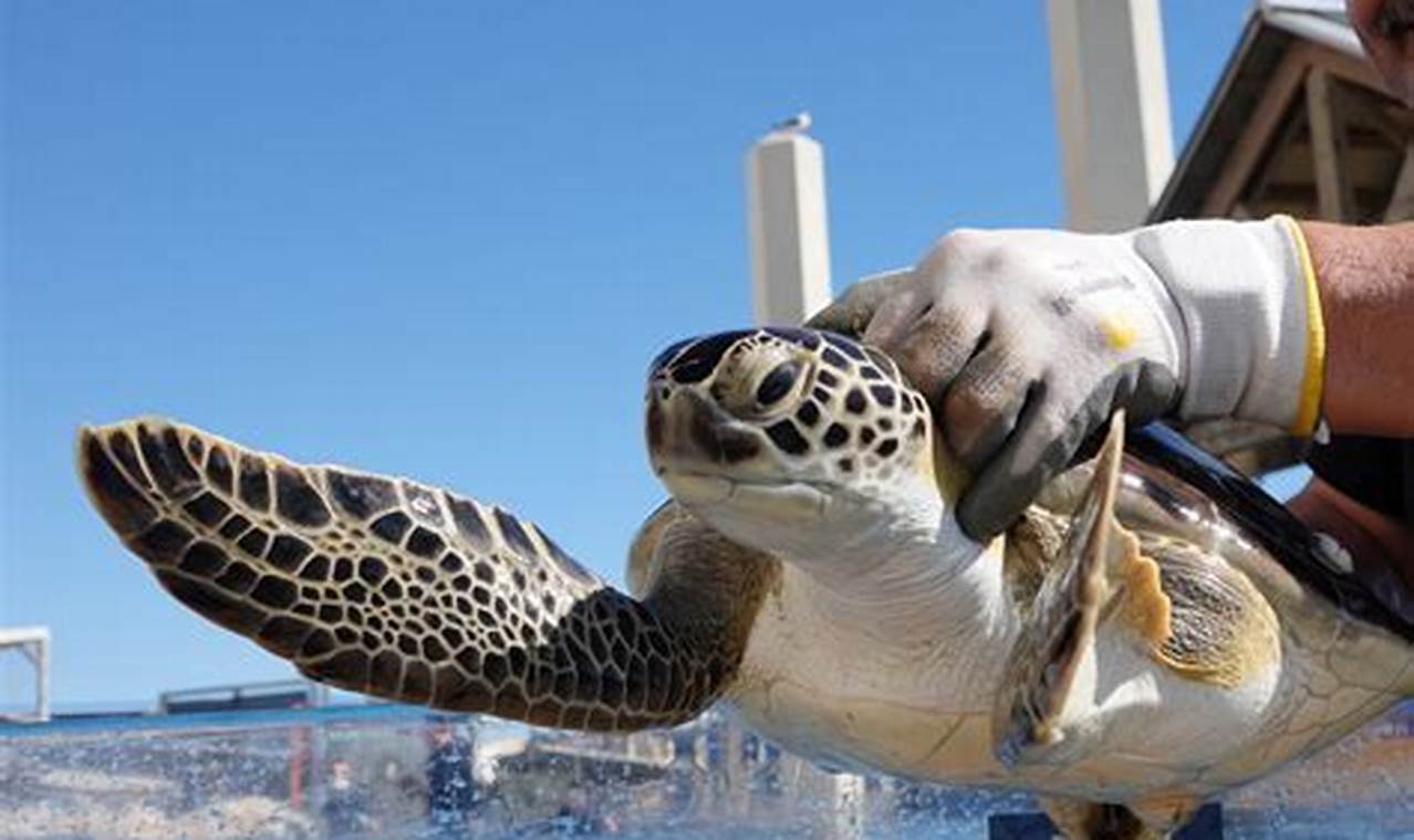 Sea Turtle Release Texas 2024