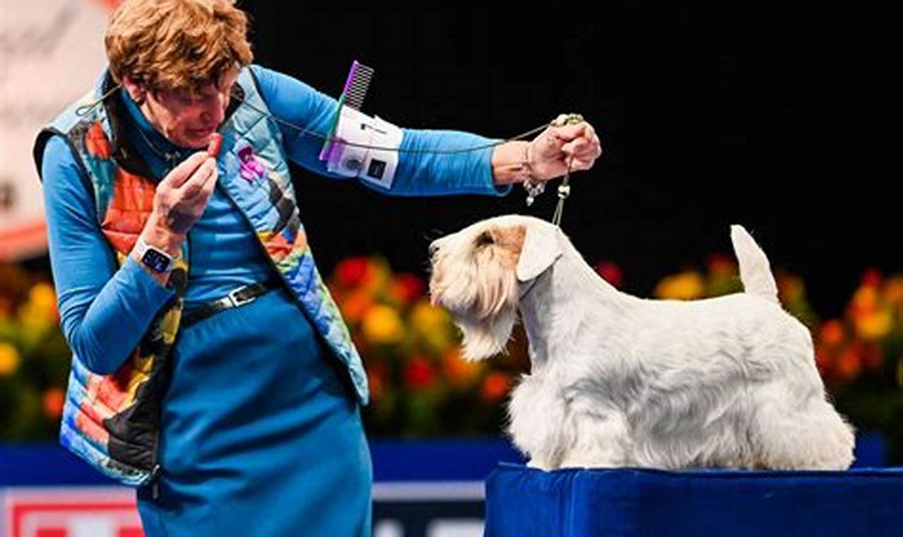 Sealyham Terrier National Dog Show 2024