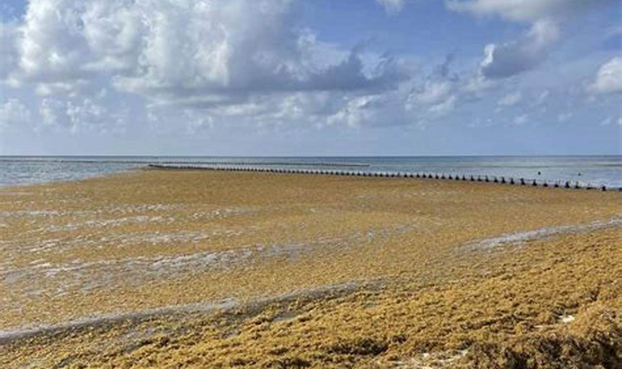 Seaweed Bahamas 2024