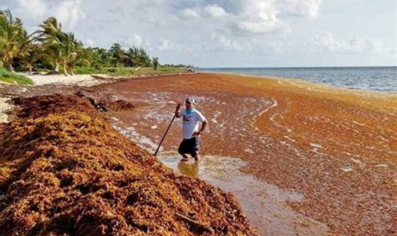 Seaweed Bloom Florida 2024