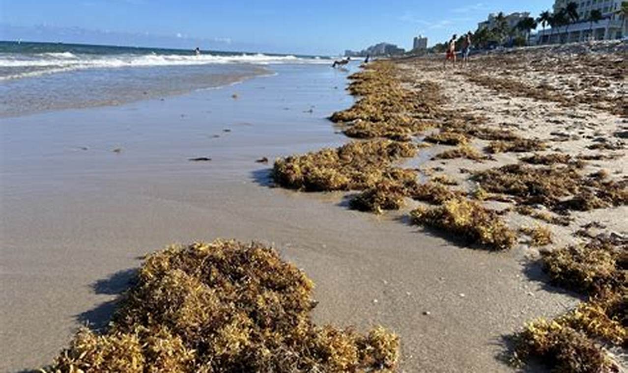 Seaweed Florida 2024