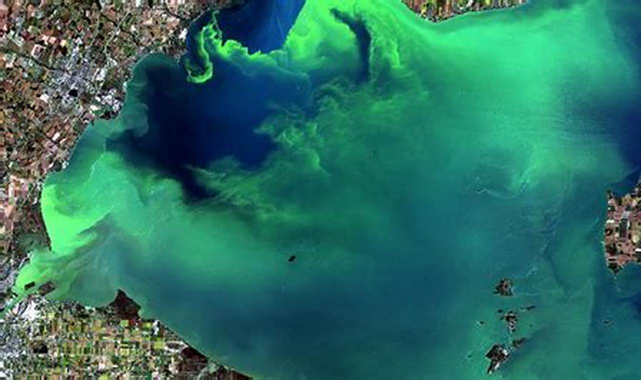 Seaweed In Gulf Of Mexico 2024