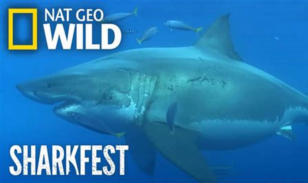 Shark Fest 2024 Nat Geo