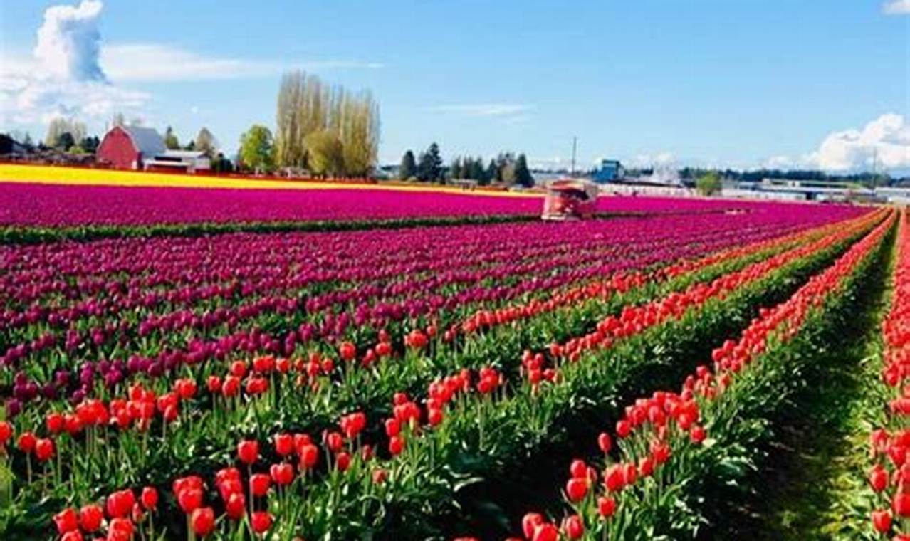 Skagit Valley Tulip Festival 2024 Dates