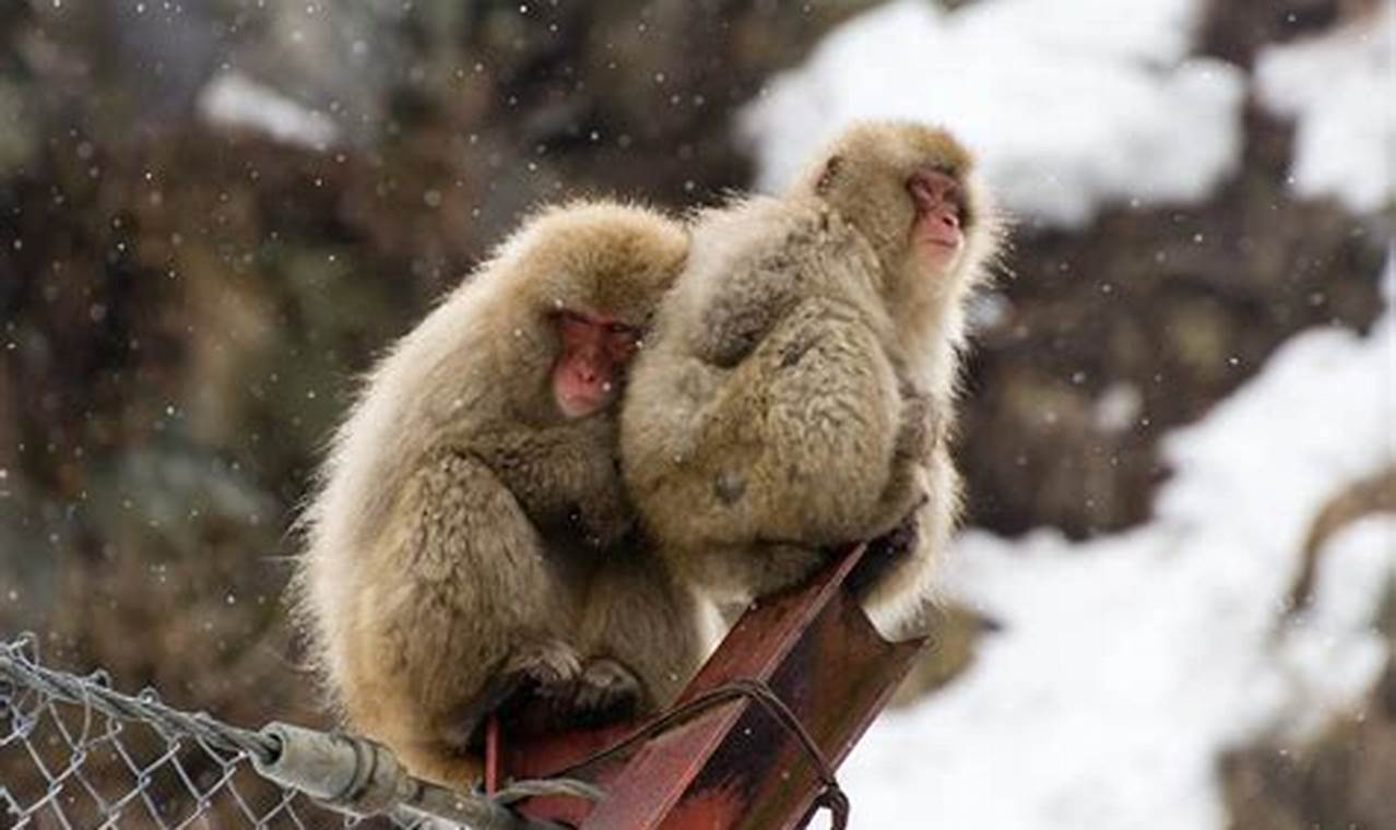 Snow Monkeys Japan Tours