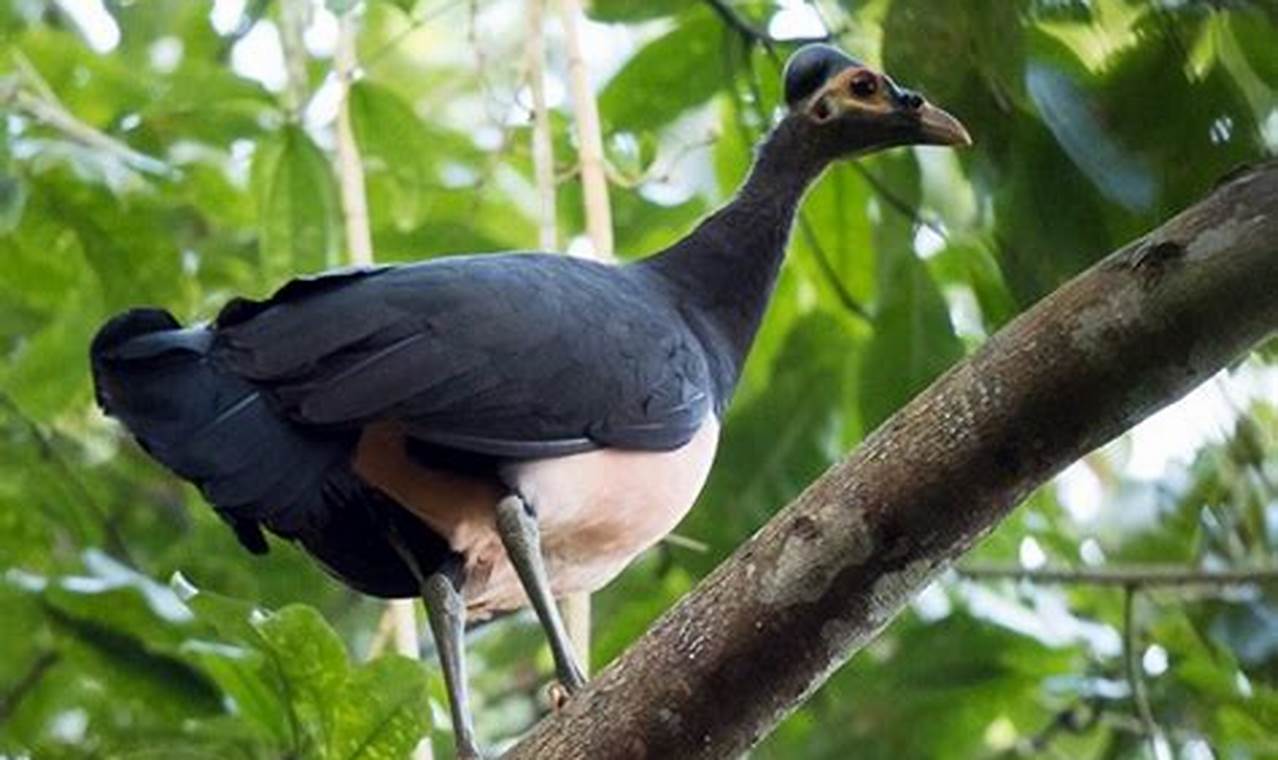 Spesies Unik Dan Endemik Di Danau Kivu