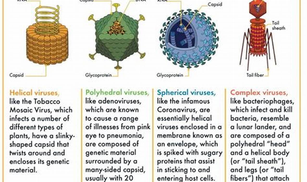 Spring Viruses 2024