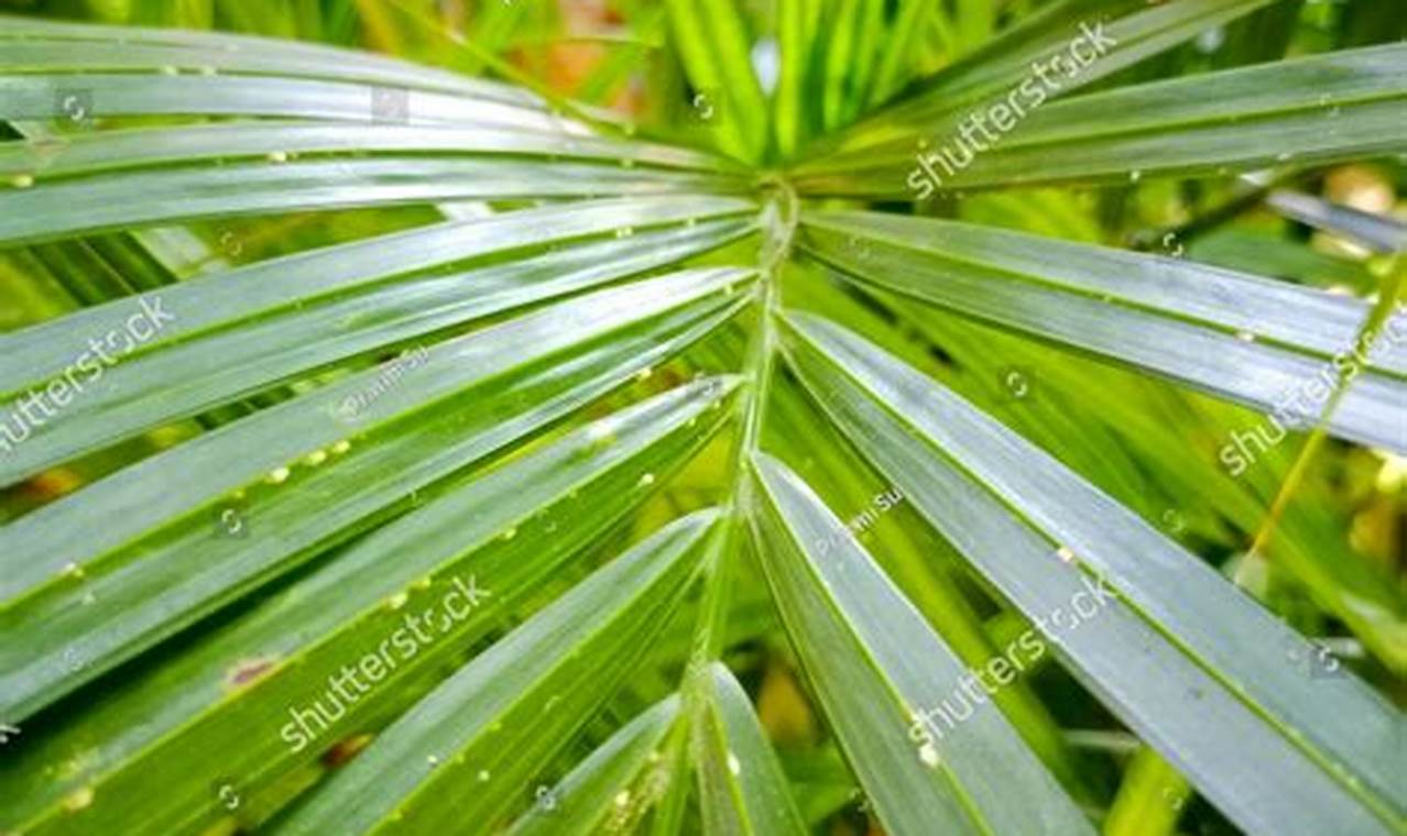 Rahasia Terungkap: Strategi Pemupukan Luar Biasa untuk Tanaman Palm Kuning yang Subur