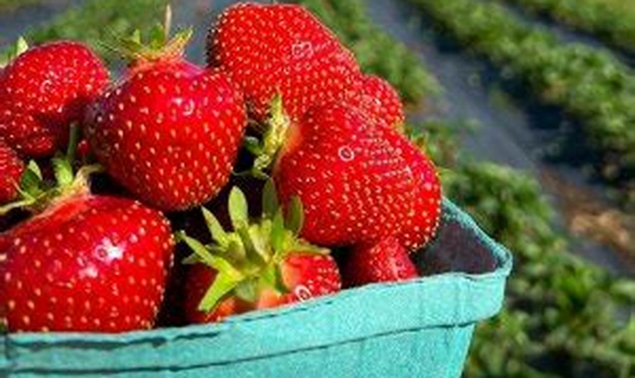 Strawberry Picking Guide 2024 Ny
