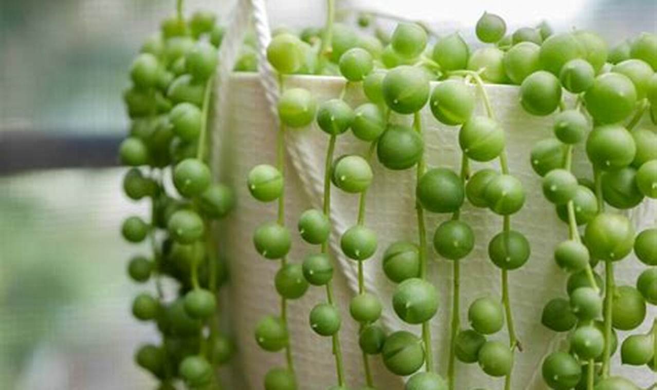String Of Pearls Plant Care