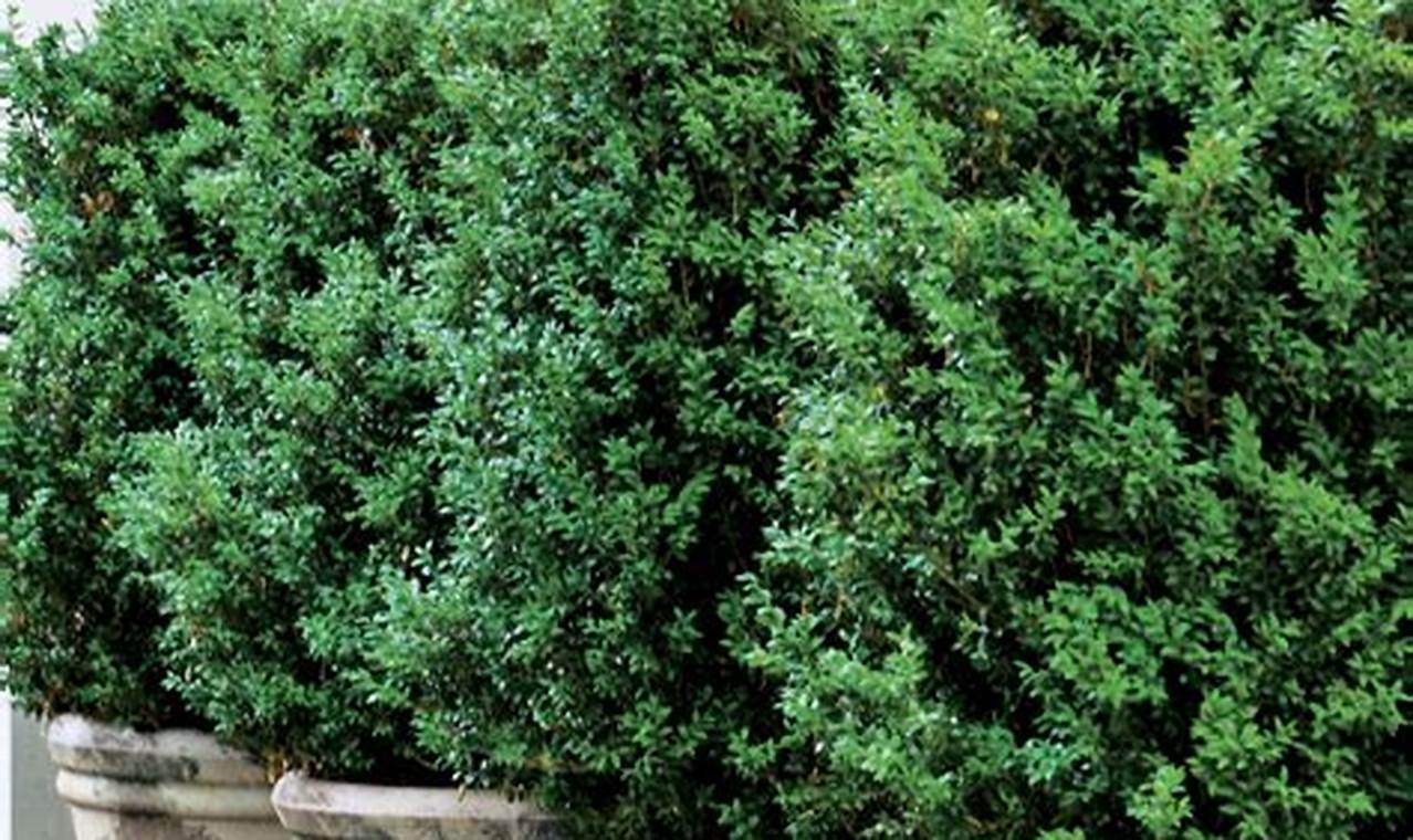 Tall Potted Plants Patio Privacy