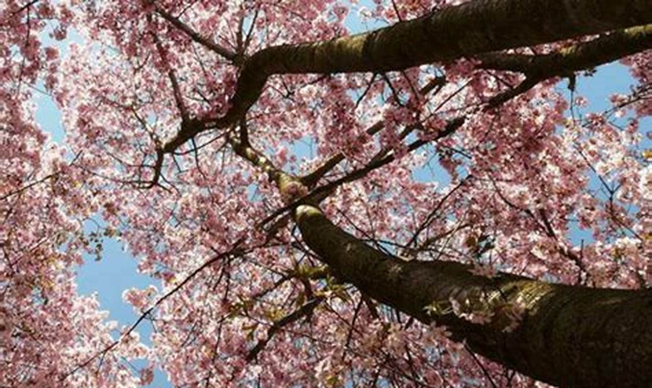 Rahasia Sukses Semai Bunga Sakura dari Biji untuk Taman Cantik