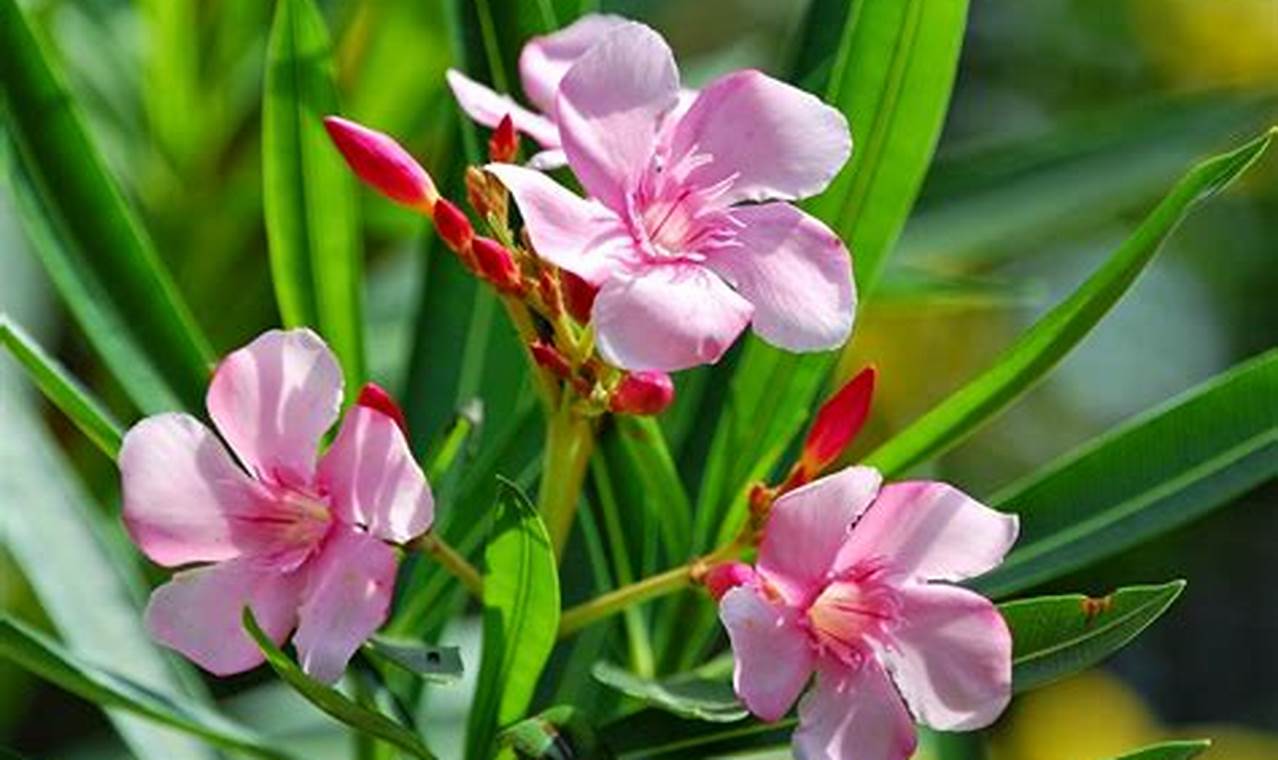 Cara Mudah Menyemai Bunga Oleander: Rahasia Mendapatkan Tanaman Hias yang Indah dan Menawan