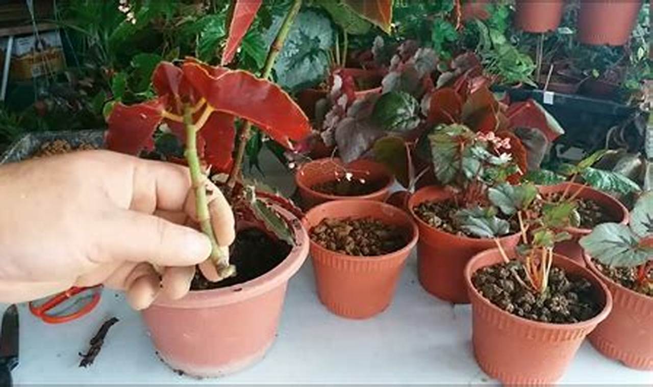 Rahasia Penyiraman Begonia: Temukan Cara Genius untuk Tanaman Hias yang Subur!