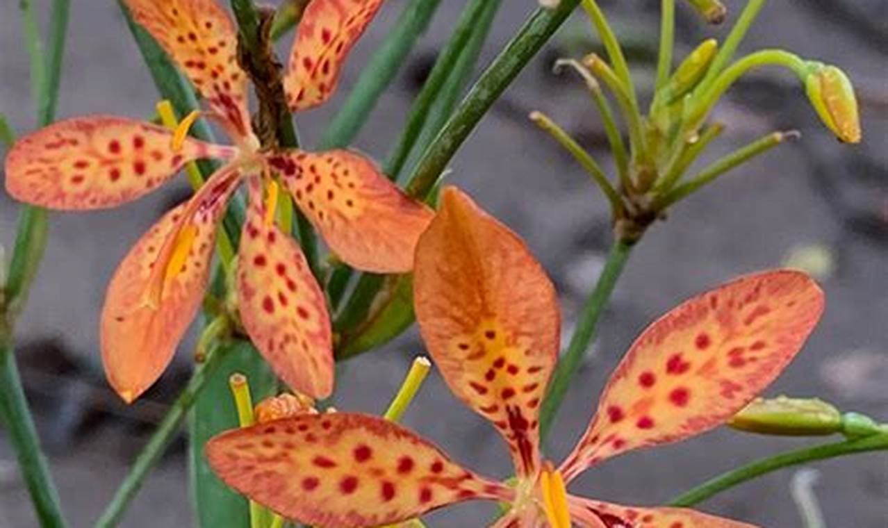 Rahasia Penyiraman Brojo Lintang, Bunga Cantik yang Tahan Lama