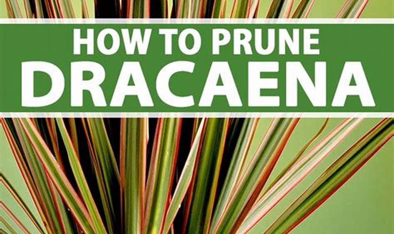 Rahasia Menyiram Dracaena, Tanaman Hias yang Subur dan Menyegarkan