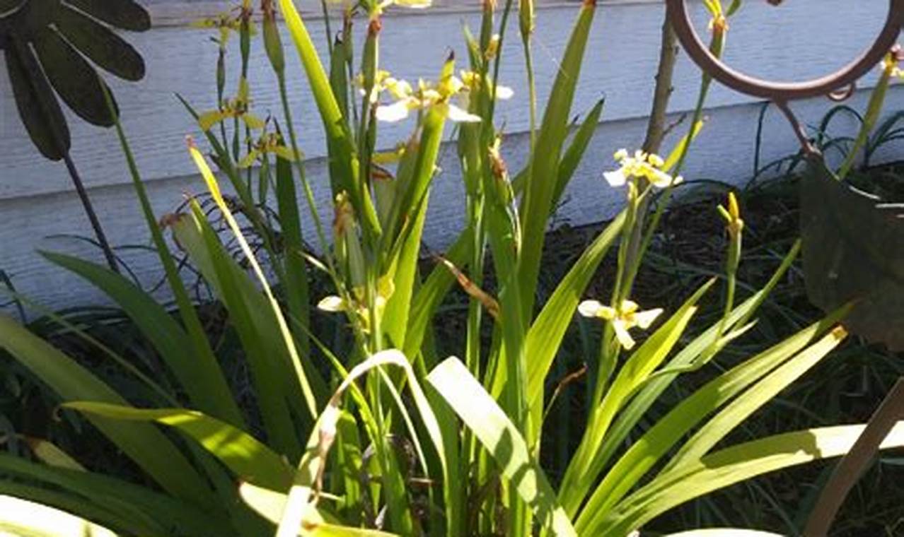 Rahasia Penyiraman Jitu Tanaman Iris, Subur dan Cantik Menawan!
