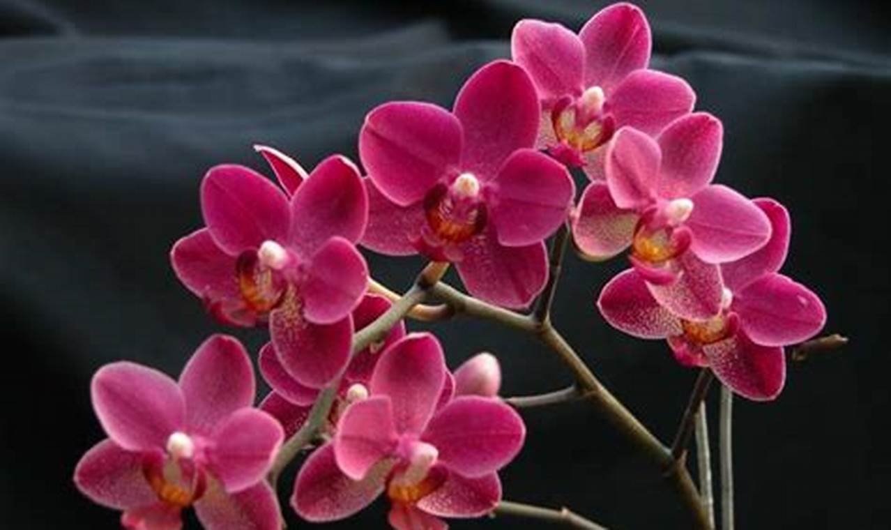 Rahasia Pemangkasan Anggrek Phalaenopsis: Temukan Teknik Terbaiknya