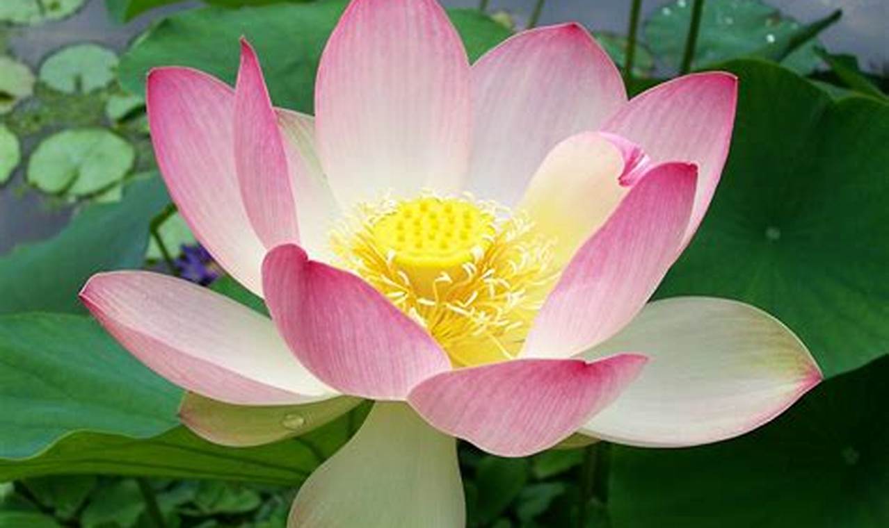 Teknik Pemangkasan Lotus: Rahasia Tanaman Lotus yang Subur dan Indah