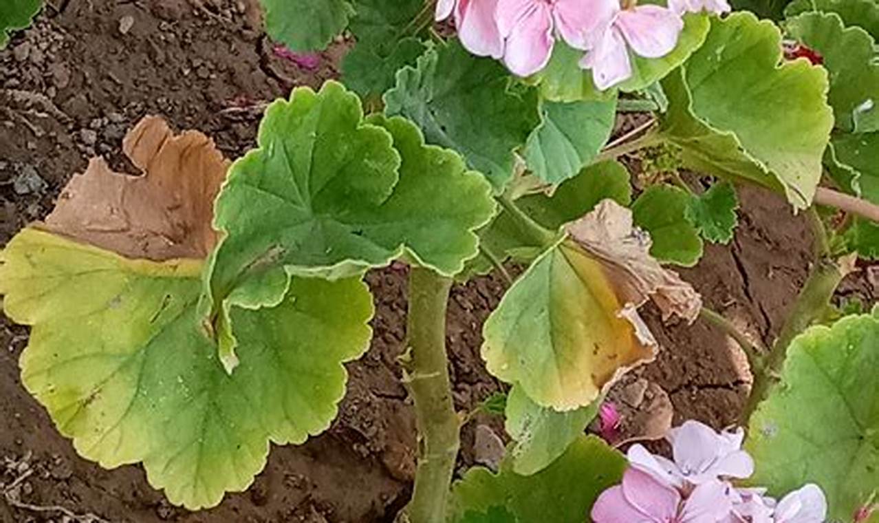 Rahasia Memangkas Pelargonium yang Mengagumkan: Temukan Teknik Terbaik untuk Tanaman Hias Anda!