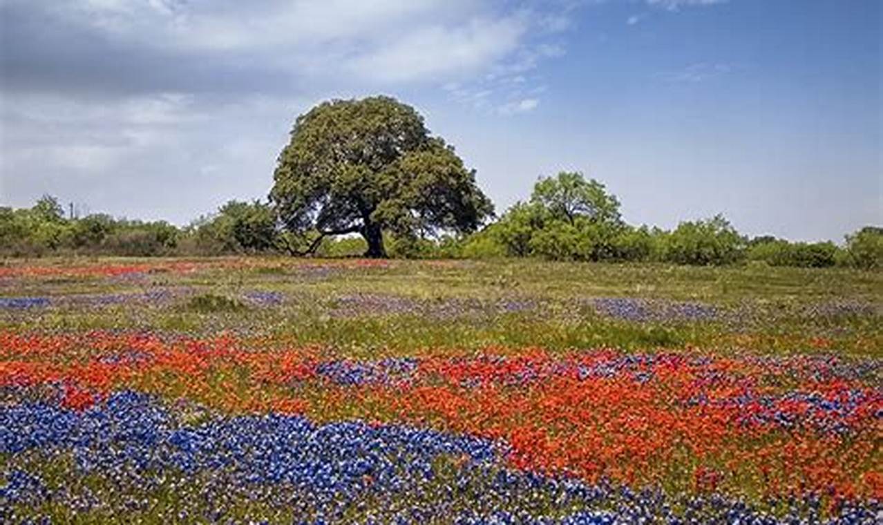 Texas Wildflowers 2024