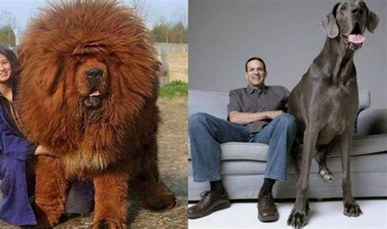 The Biggest Dog In The World 2024