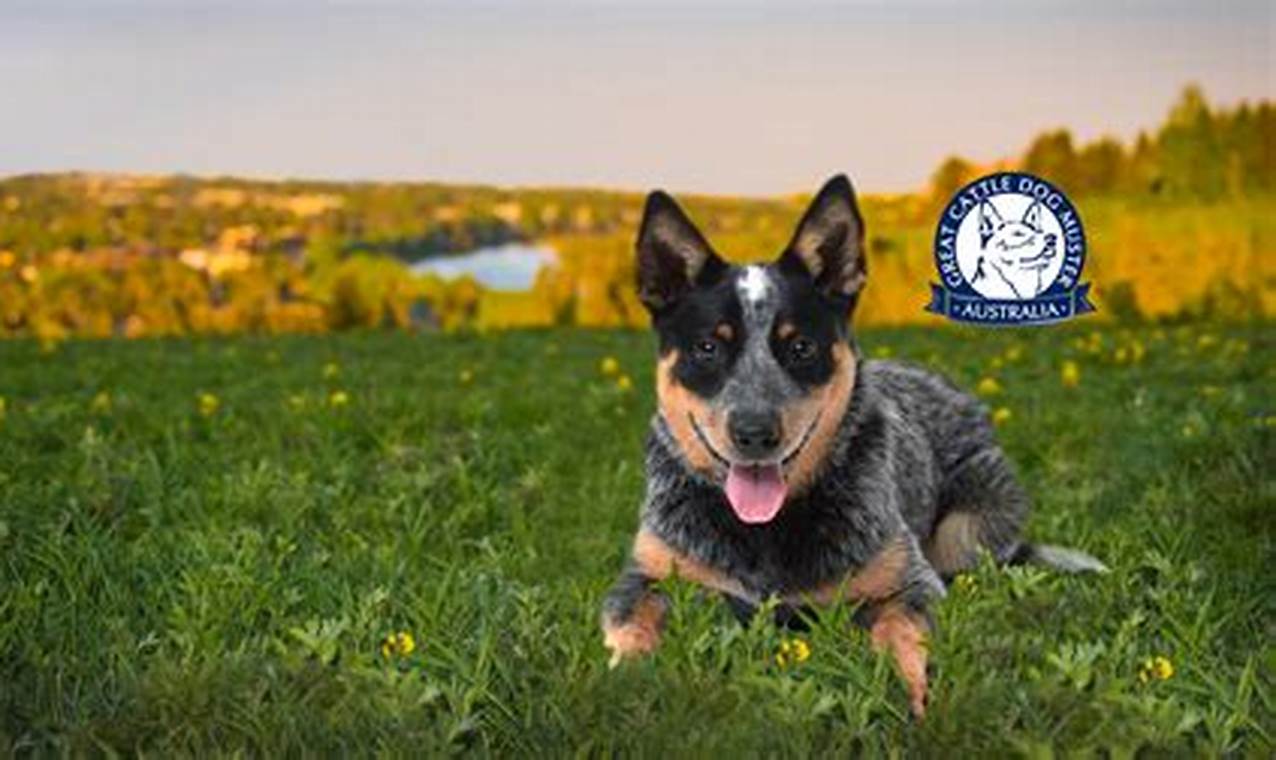 The Great Cattle Dog Muster 2024 Dates