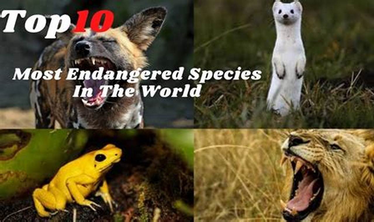Top 10 Endangered Animals 2024 Candidates