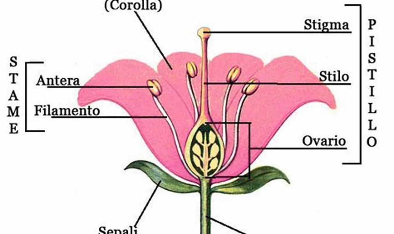 Tu Libro Di Anatomia Sfogliato Come Un Fiore