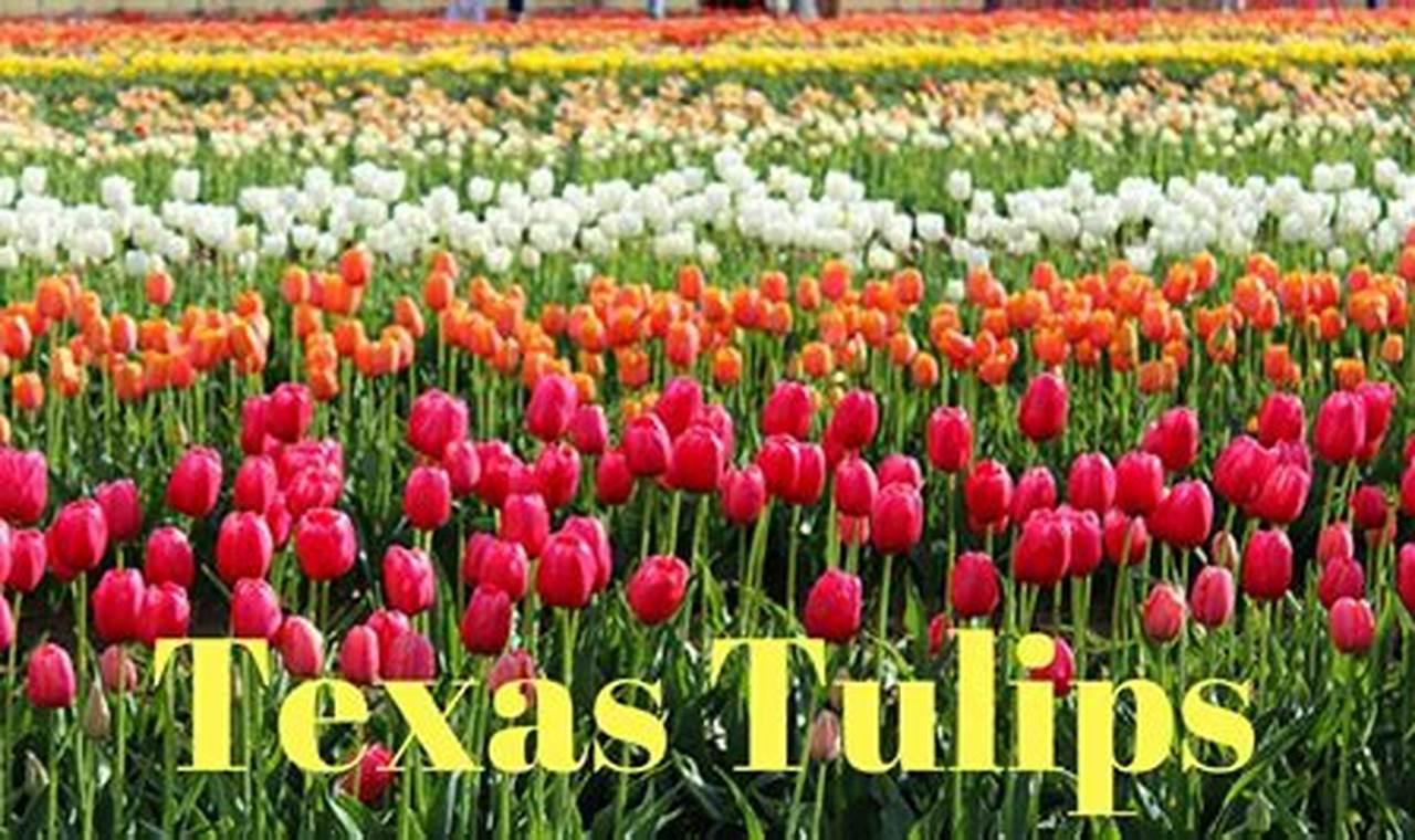 Tulip Festival 2024 In Texas 2024 Schedule