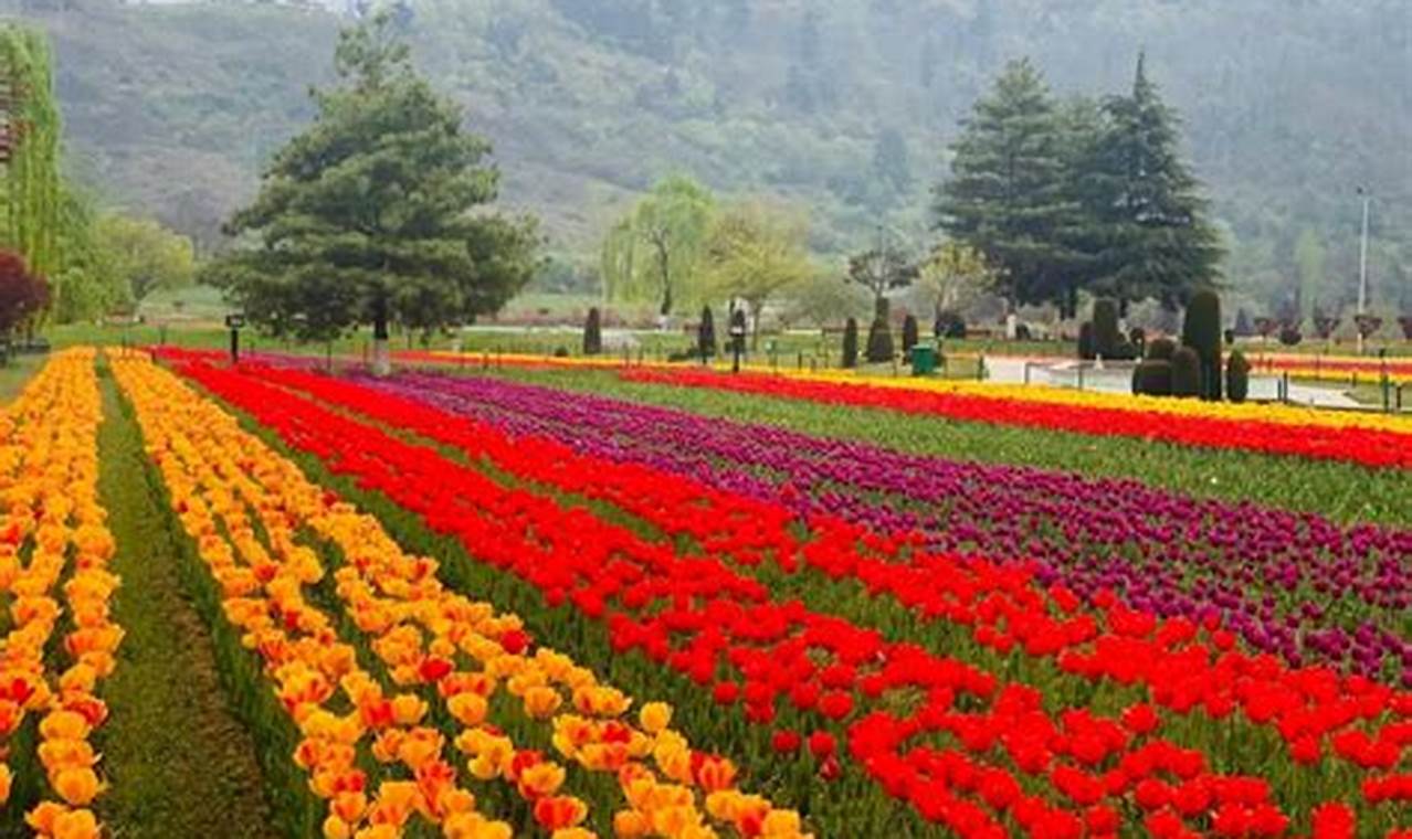 Tulip Festival 2024 Kashmir