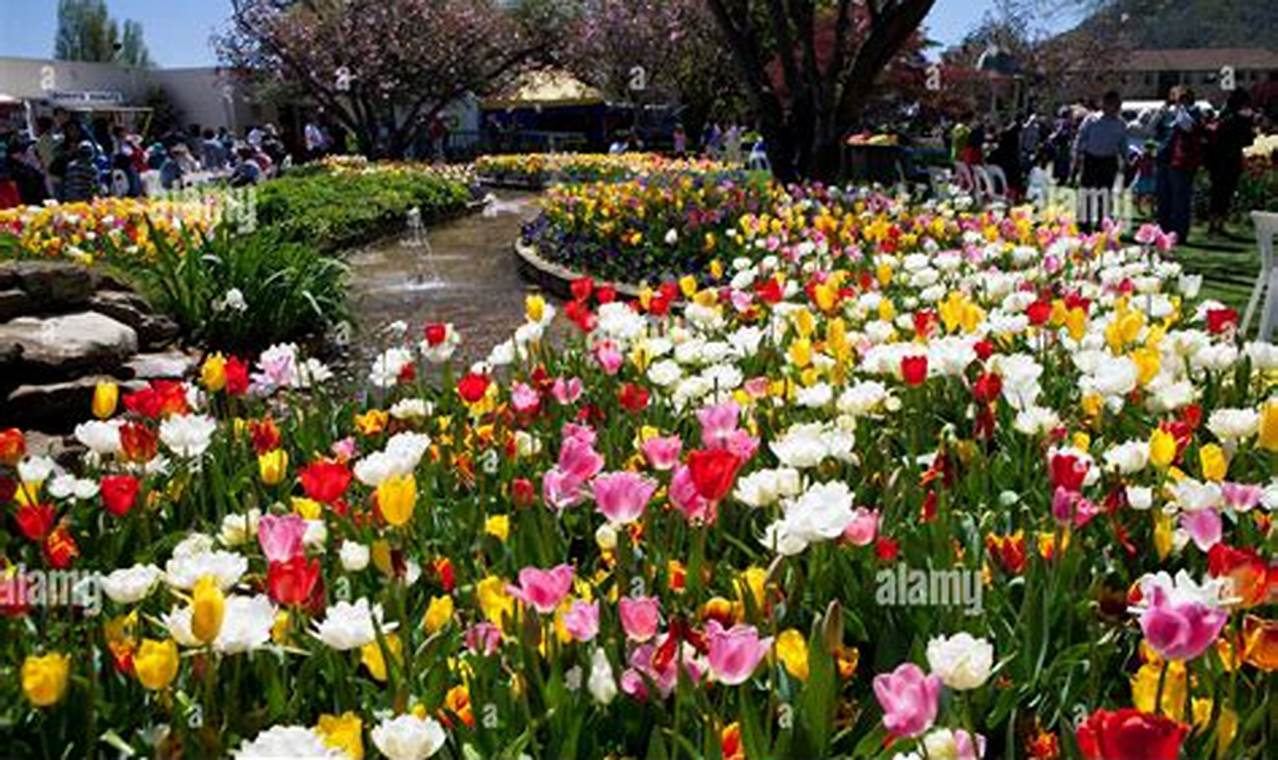 Tulip Festival 2024 Nsw